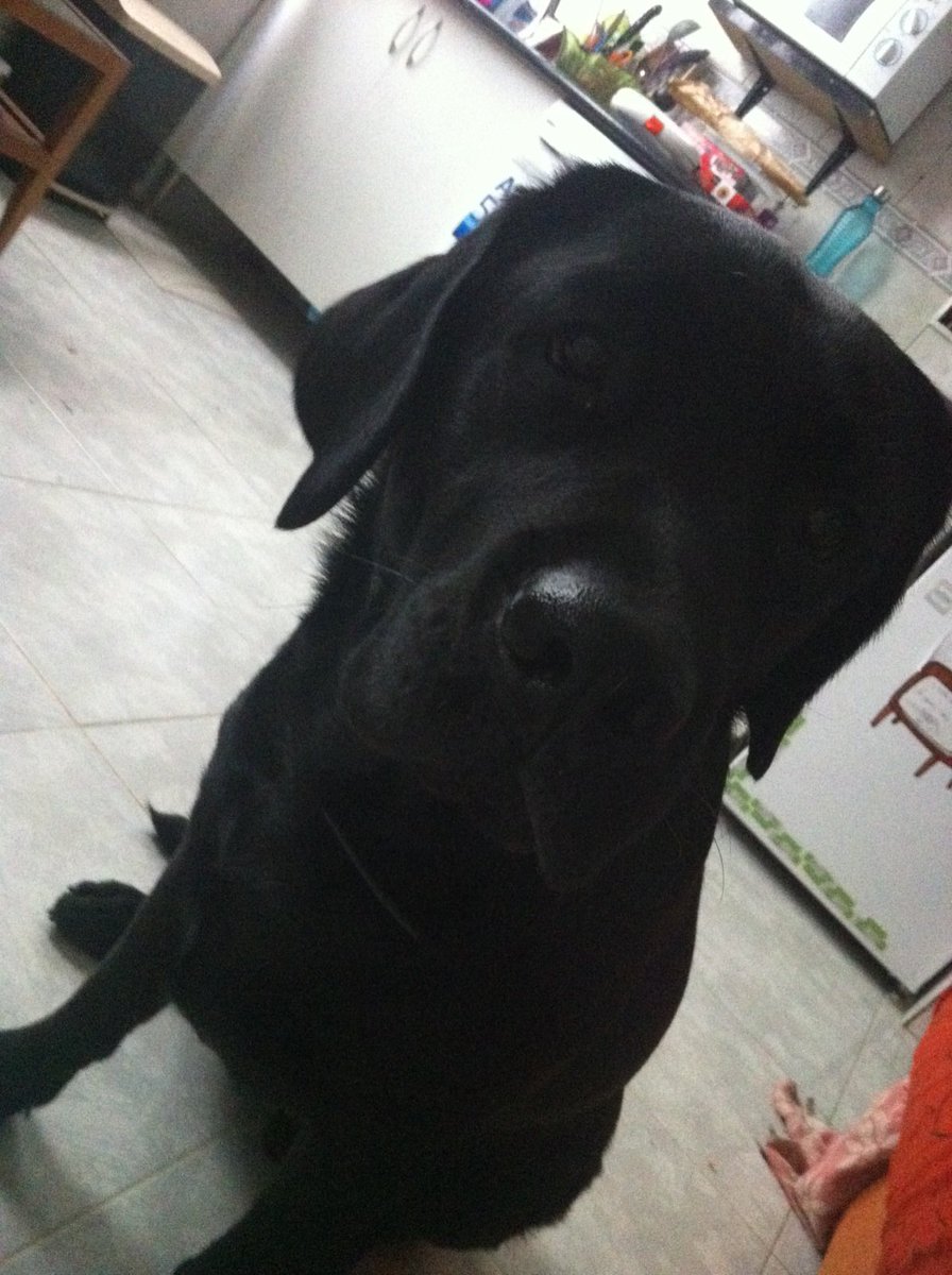 Mascotiversa's tweet photo. Eros en la guardería
#Eros #blacklabrator #dogslovers #dogsoftwitter #guarderiacanina #petsitters #madrid #perrosypersonasymascotiversa https://t.co/CDXGHQNgHw