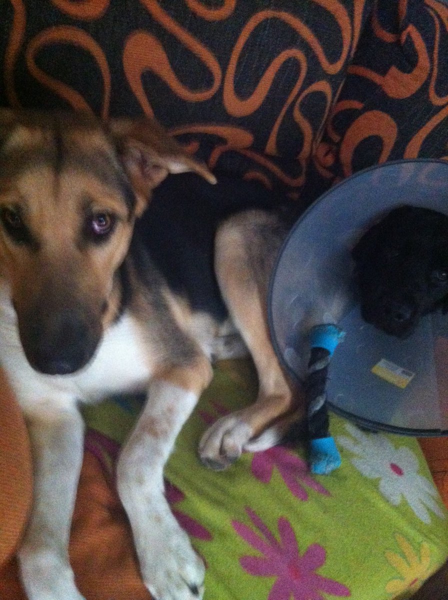 Mascotiversa's tweet photo. Eros en la guardería
#Eros #blacklabrator #dogslovers #dogsoftwitter #guarderiacanina #petsitters #madrid #perrosypersonasymascotiversa https://t.co/CDXGHQNgHw