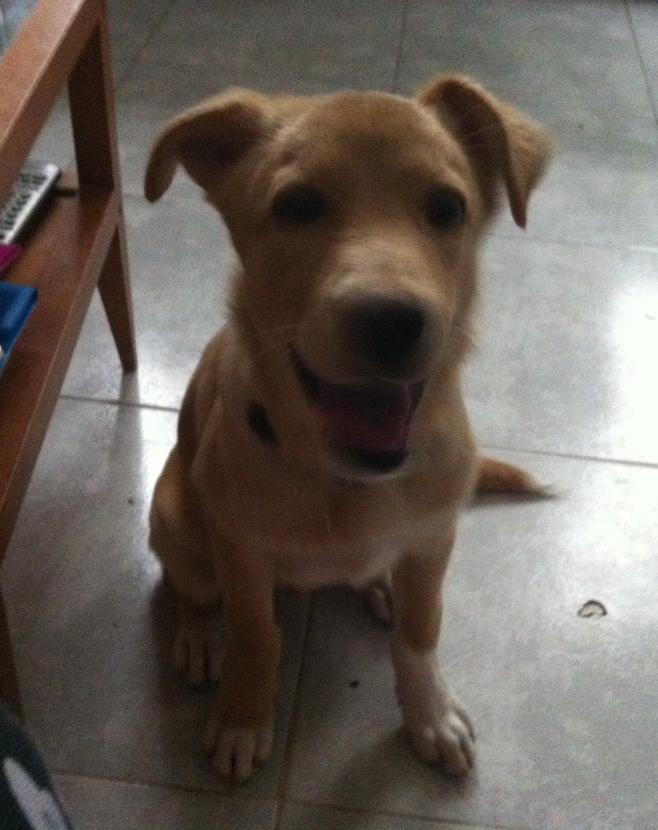 Mascotiversa's tweet photo. El pequeño Leo está a nuestro cuidado desde que era apenas un bebe de 3 meses...
#Leo #puppy #mix #doglovers #perrosypersonasymascotiversa https://t.co/0V8V5unIbZ