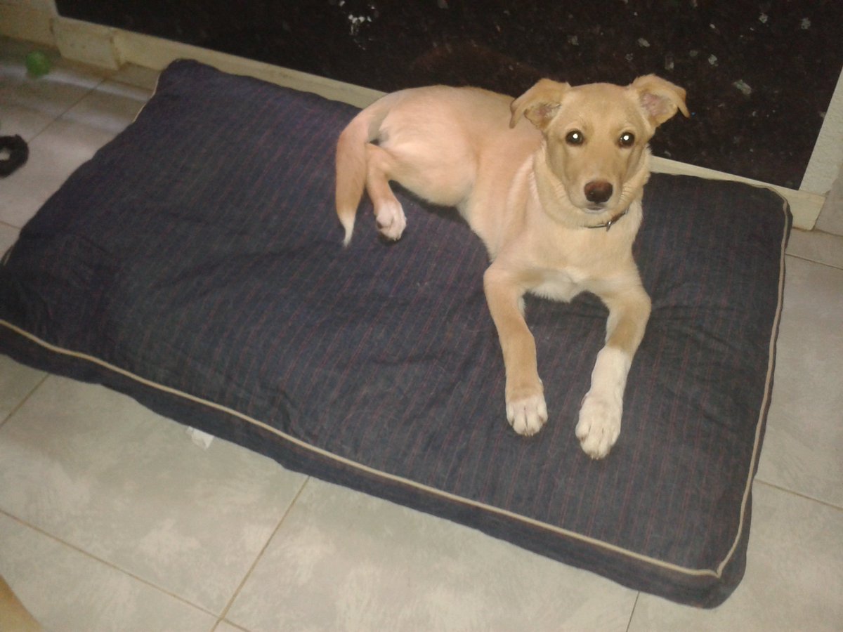 Mascotiversa's tweet photo. El pequeño Leo está a nuestro cuidado desde que era apenas un bebe de 3 meses...
#Leo #puppy #mix #doglovers #perrosypersonasymascotiversa https://t.co/0V8V5unIbZ