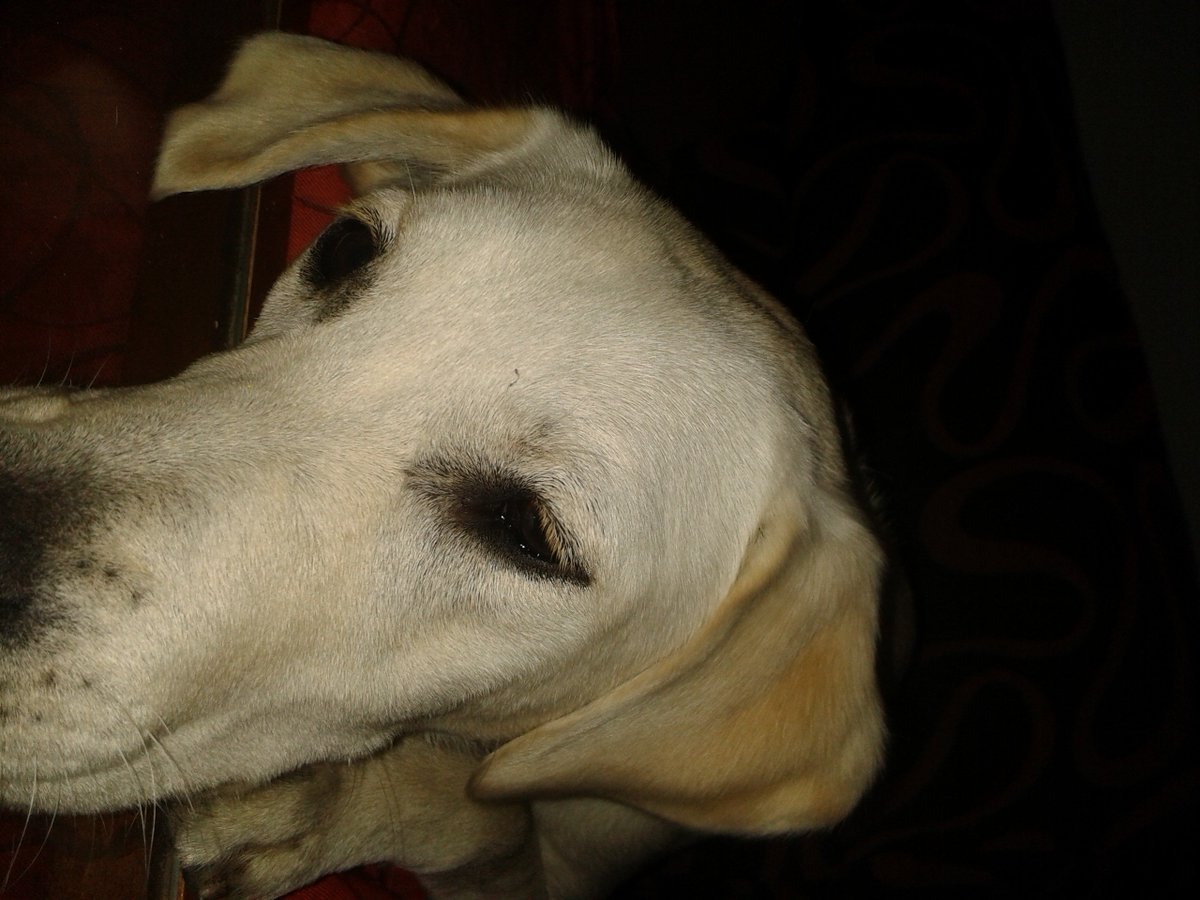 Mascotiversa's tweet photo. Iruña
#mix #labrador #dogslovers #dogsoftwitter #guarderiacanina #petsitters #paseosperrunos #madrid #perrosypersonasymascotiversa https://t.co/LZNROKbFL0