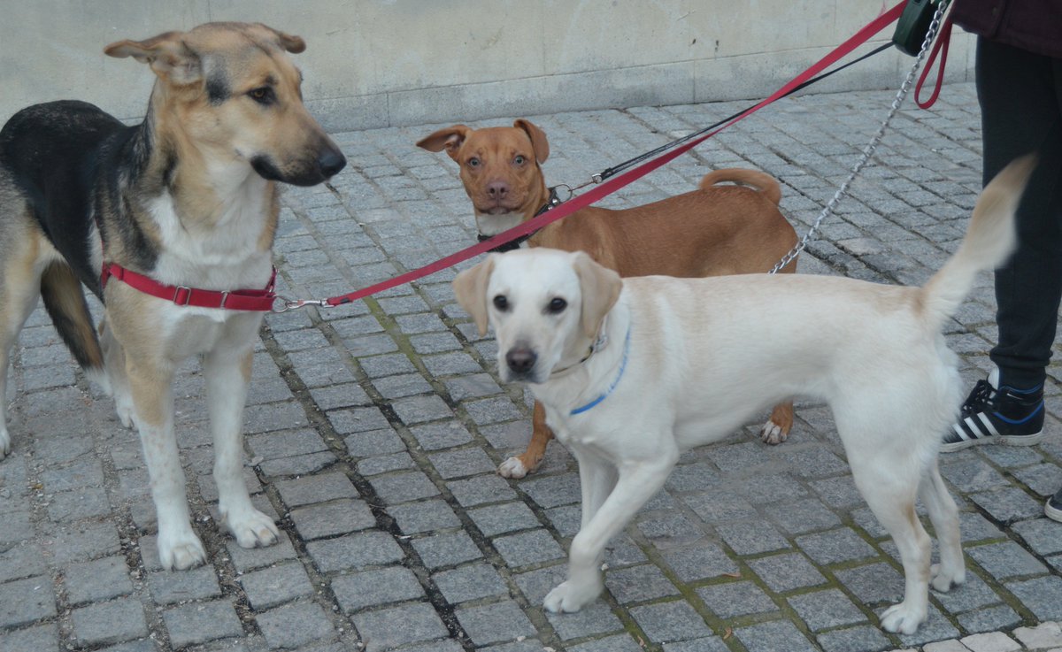 Mascotiversa's tweet photo. Iruña
#mix #labrador #dogslovers #dogsoftwitter #guarderiacanina #petsitters #paseosperrunos #madrid #perrosypersonasymascotiversa https://t.co/LZNROKbFL0