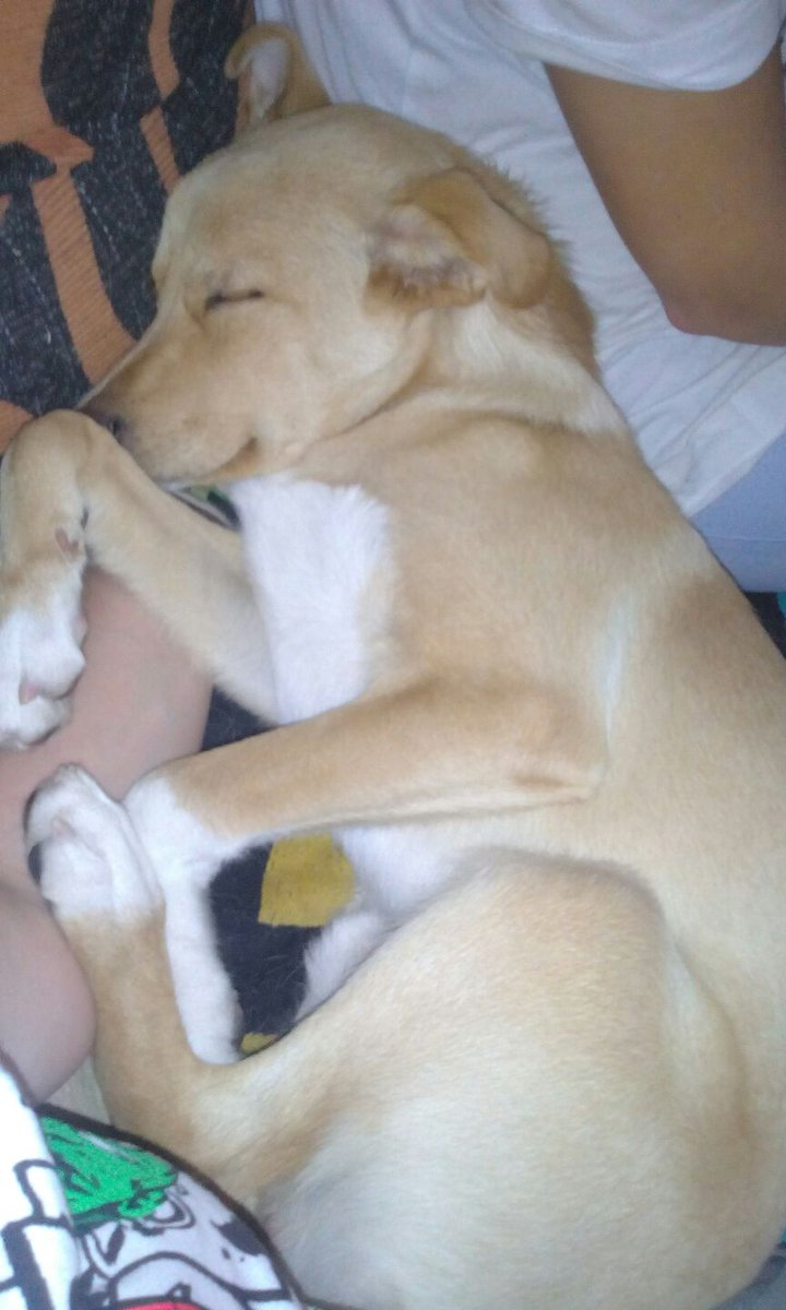 Mascotiversa's tweet photo. El pequeño Leo está a nuestro cuidado desde que era apenas un bebe de 3 meses...
#Leo #puppy #mix #doglovers #perrosypersonasymascotiversa https://t.co/0V8V5unIbZ