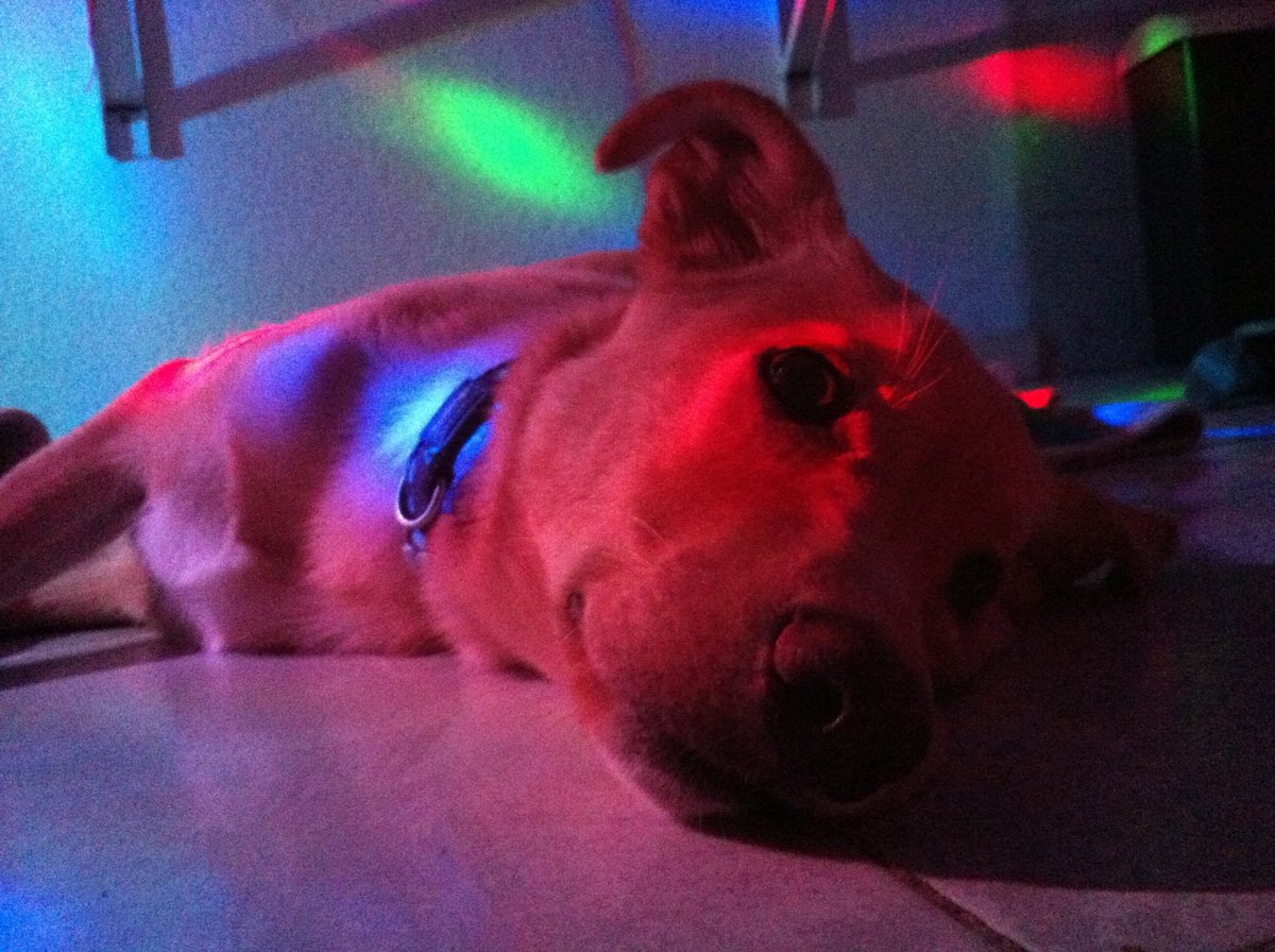Mascotiversa's tweet photo. El pequeño Leo está a nuestro cuidado desde que era apenas un bebe de 3 meses...
#Leo #puppy #mix #doglovers #perrosypersonasymascotiversa https://t.co/0V8V5unIbZ