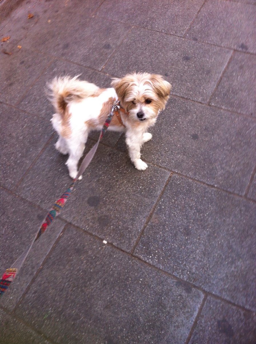 Mascotiversa's tweet photo. Lusi una pequeña gamberra
#Lusi #mix #dogslovers #dogsoftwitter #petsitters #madrid #perrosypersonasymascotiversa https://t.co/JYaQurv7vS