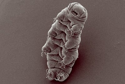 CanberraNews's tweet photo. BREAKING NEWS: Schapelle Corby Tardigrade photo. https://t.co/nAs2fgmhm7