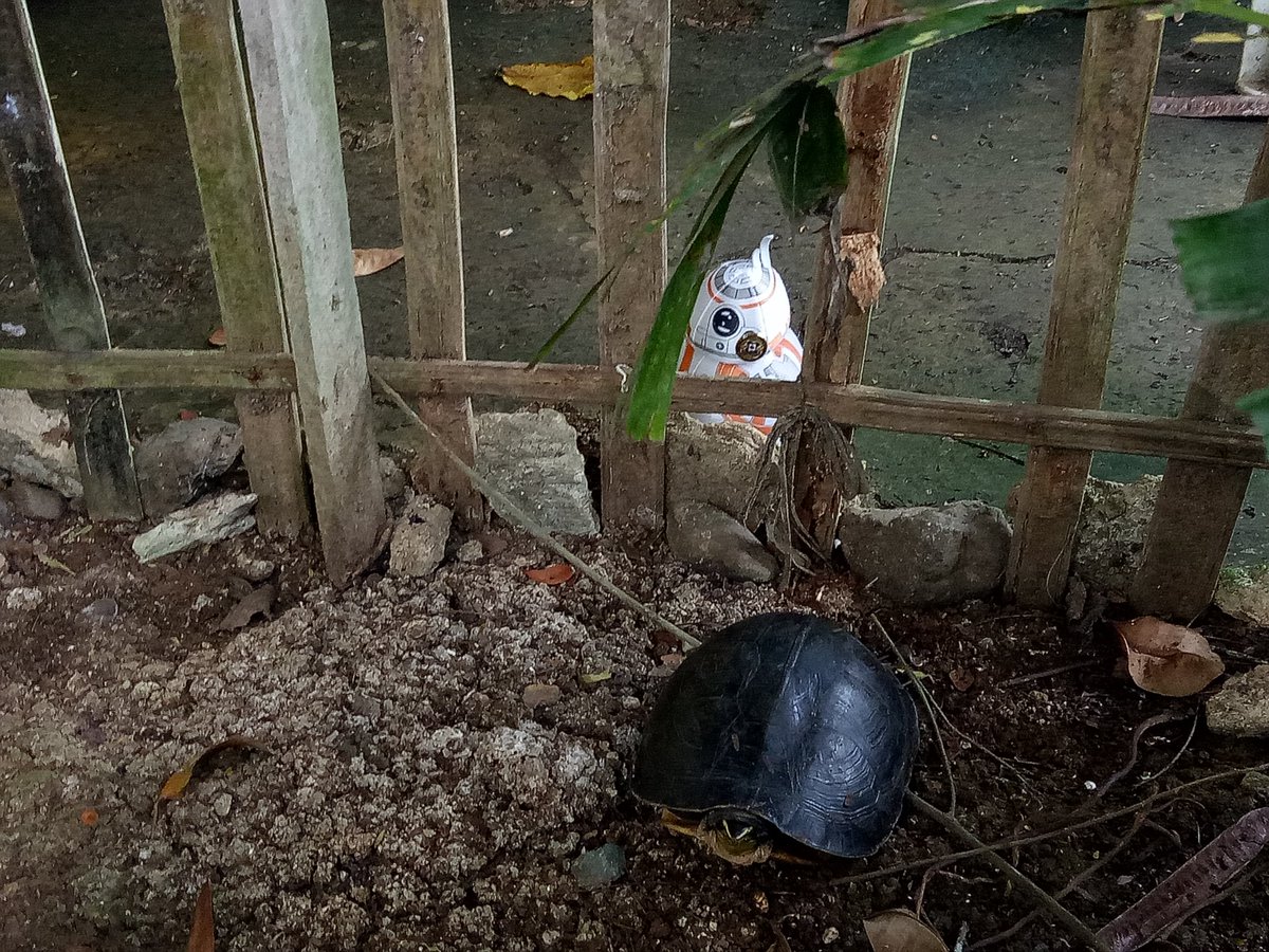 #Day3 of #BB8sSummerVacay A shy and scared little turtle appeared on our doorstep. BB-8 tried to figure out what kind of alien it was.