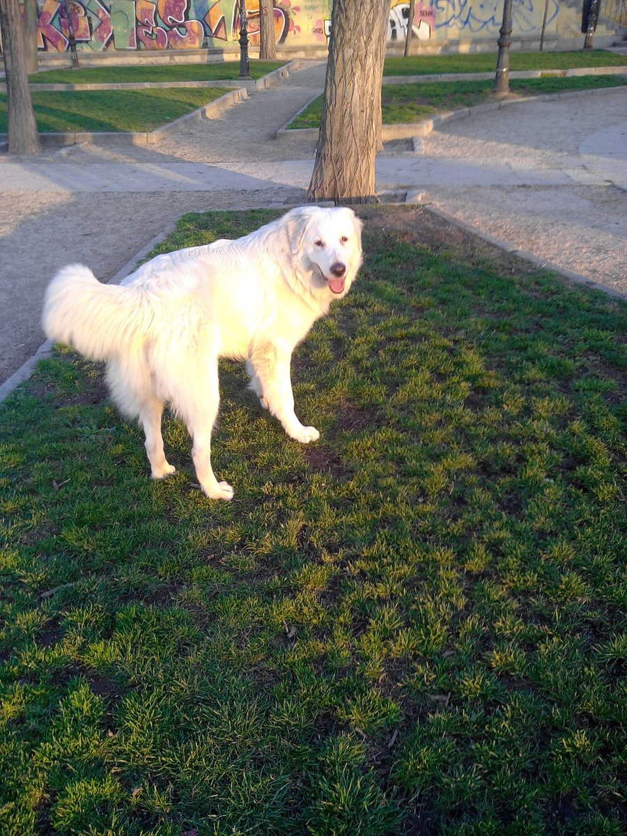Mascotiversa's tweet photo. Nekka también necesitó de nuestros cuidados desde bien pequeña
#montañadelpirineo #bigdog #snowdog #doglovers  #perrosypersonasymascotiversa https://t.co/YKn4O1qQRG