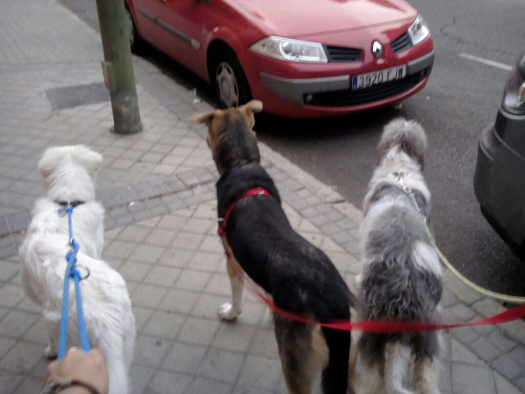Mascotiversa's tweet photo. Nekka también necesitó de nuestros cuidados desde bien pequeña
#montañadelpirineo #bigdog #snowdog #doglovers  #perrosypersonasymascotiversa https://t.co/YKn4O1qQRG