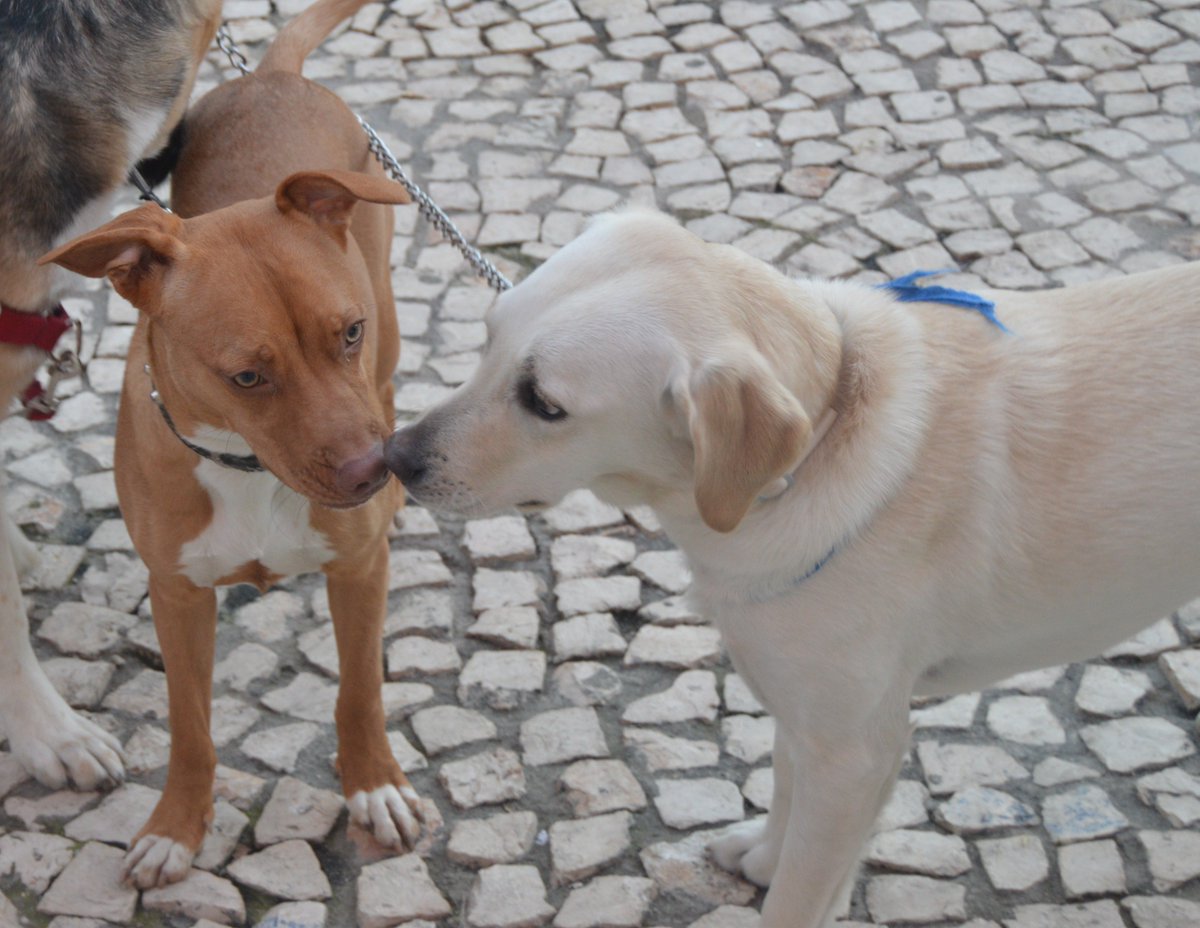 Mascotiversa's tweet photo. Ozzy se apunta a nuestros paseos perrunos diarios
#Ozzy #pitbull #dog #perros #mixdog #doglovers #paseoperruno #perrosypersonasymascotiversa https://t.co/OMGAt3tmTi