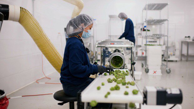 BruceHauserCHRL's tweet photo. Could medical marijuana your next employee health benefit?
https://t.co/Fk74TGR1B5 https://t.co/xBLa2cZJwu