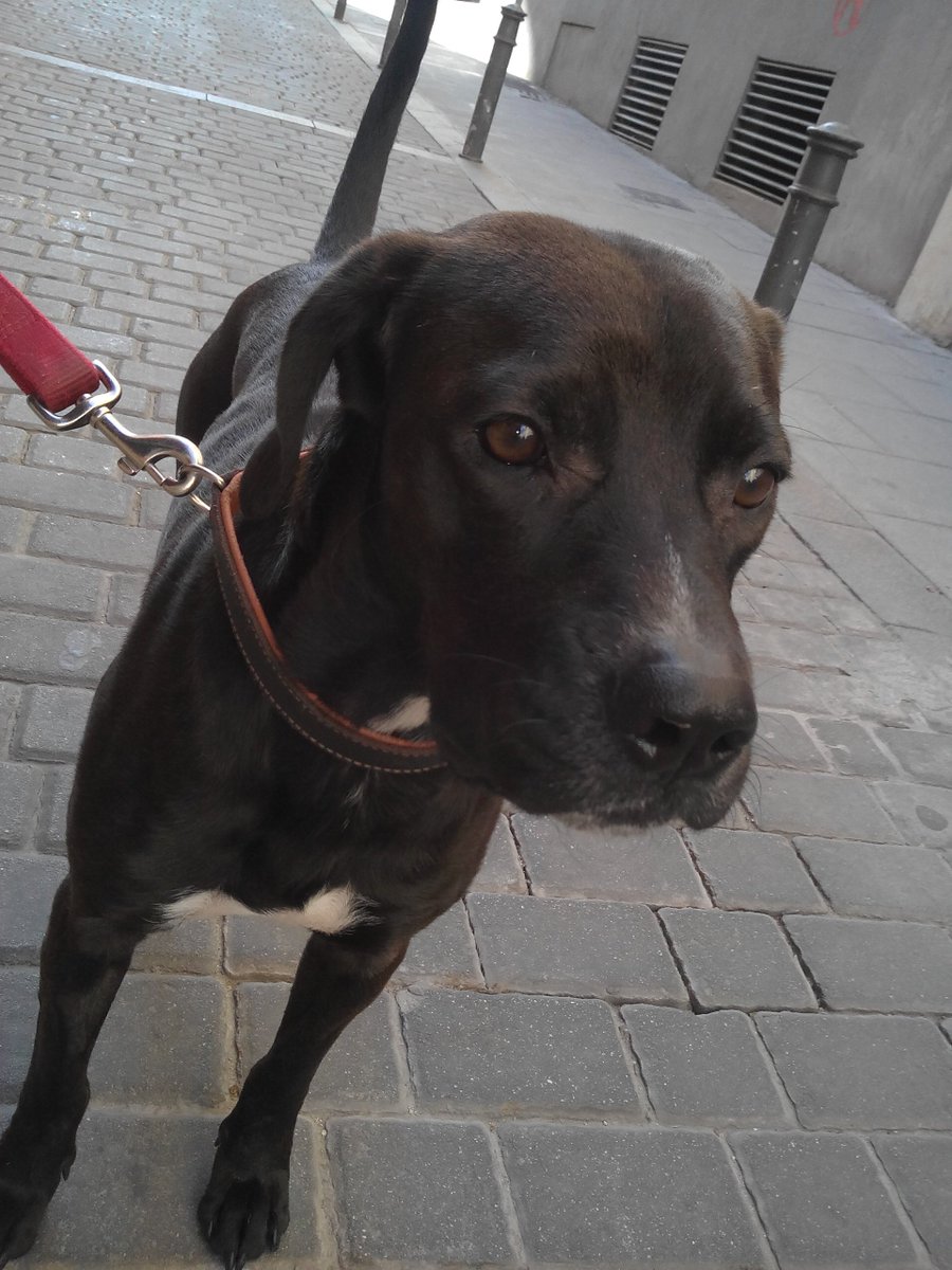 Mascotiversa's tweet photo. Pak y sus paseos mañaneros
#Pak #mixdog #dog #perro #paseosperrunos #doglovers #dogsoftwitter #petsitters #perrosypersonasymascotiversa https://t.co/yP8LHCwF6q