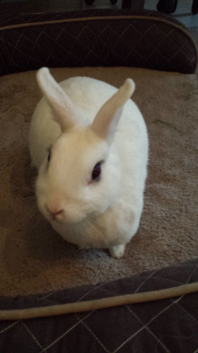 MixedAnimals tweet picture