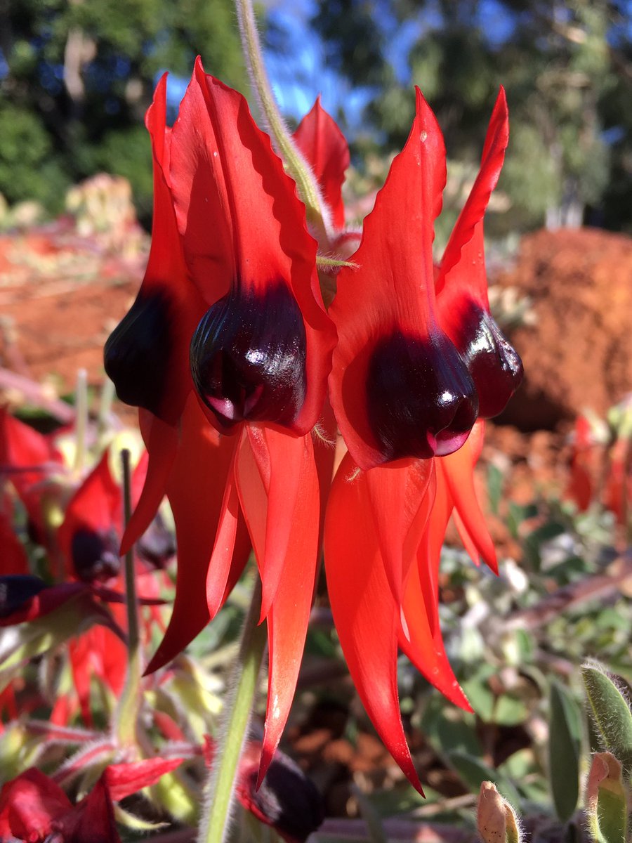SiemonJohn's tweet photo. Sturt's Desert Pea Swainsona formosa is the state floral emblem of South Australia &amp; currently in flower @AustralianBG #Fabaceae #OzFlora https://t.co/2EAeXaVdJU