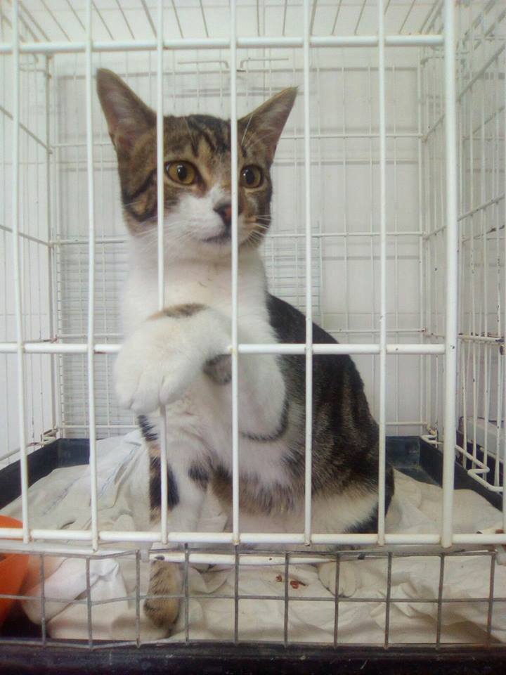 Esperanza Felina tweet media