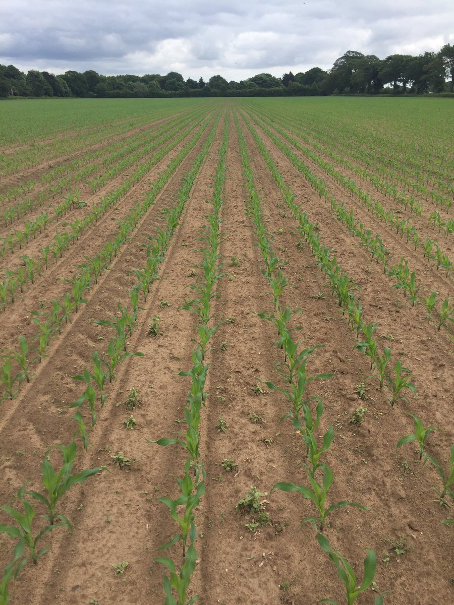 dan_kiddy1's tweet photo. AD maize looking great drilled by @vaderstad tempo, nearly time for #calaris to tidy up.@SyngentaCropsUK https://t.co/oXy7pXkKuz