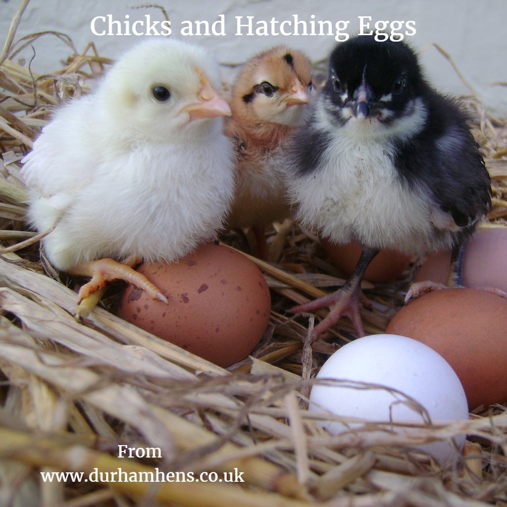 Durham_Hens's tweet photo. #Chicks & #hatchingeggs @Durham_Hens #SBS #QueenOf #fsbworldpayawards https://t.co/dkf9pO9IZI
