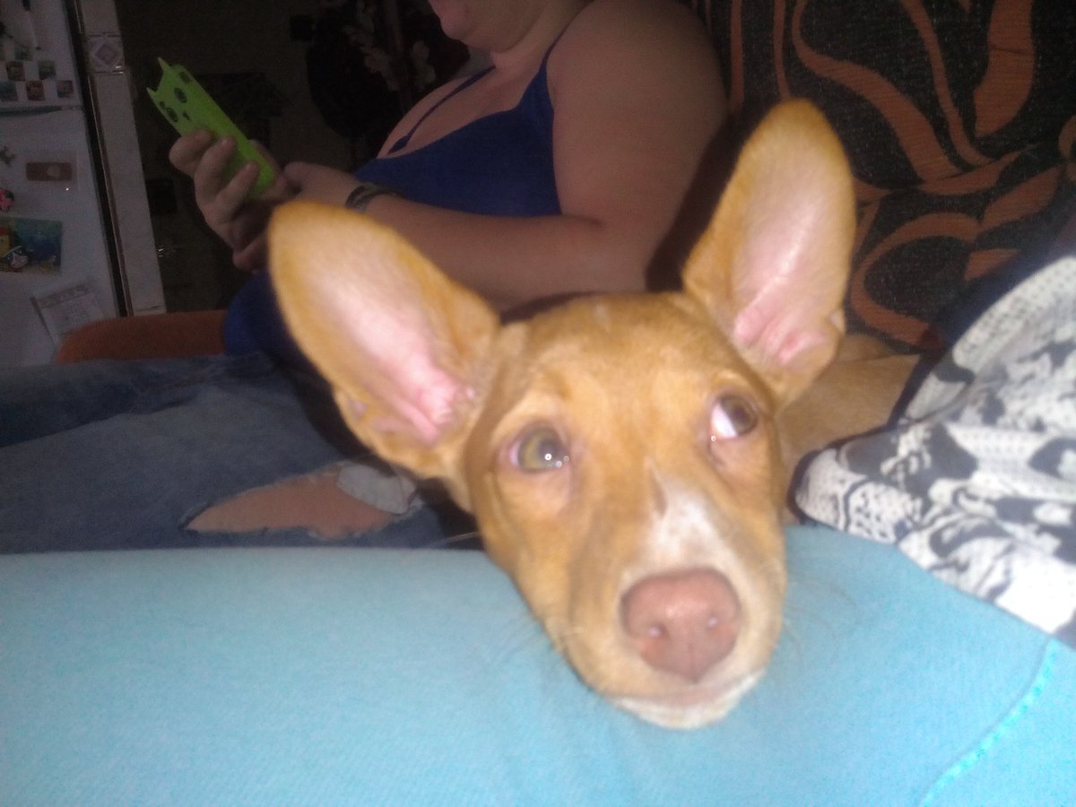 Mascotiversa's tweet photo. ¡La terremoto ha llegado a la guardería!
#Sami #podenco #puppy #petsitters #guarderiacanina #dog #perrosypersonasymascotiversa https://t.co/KNFoIajYZT