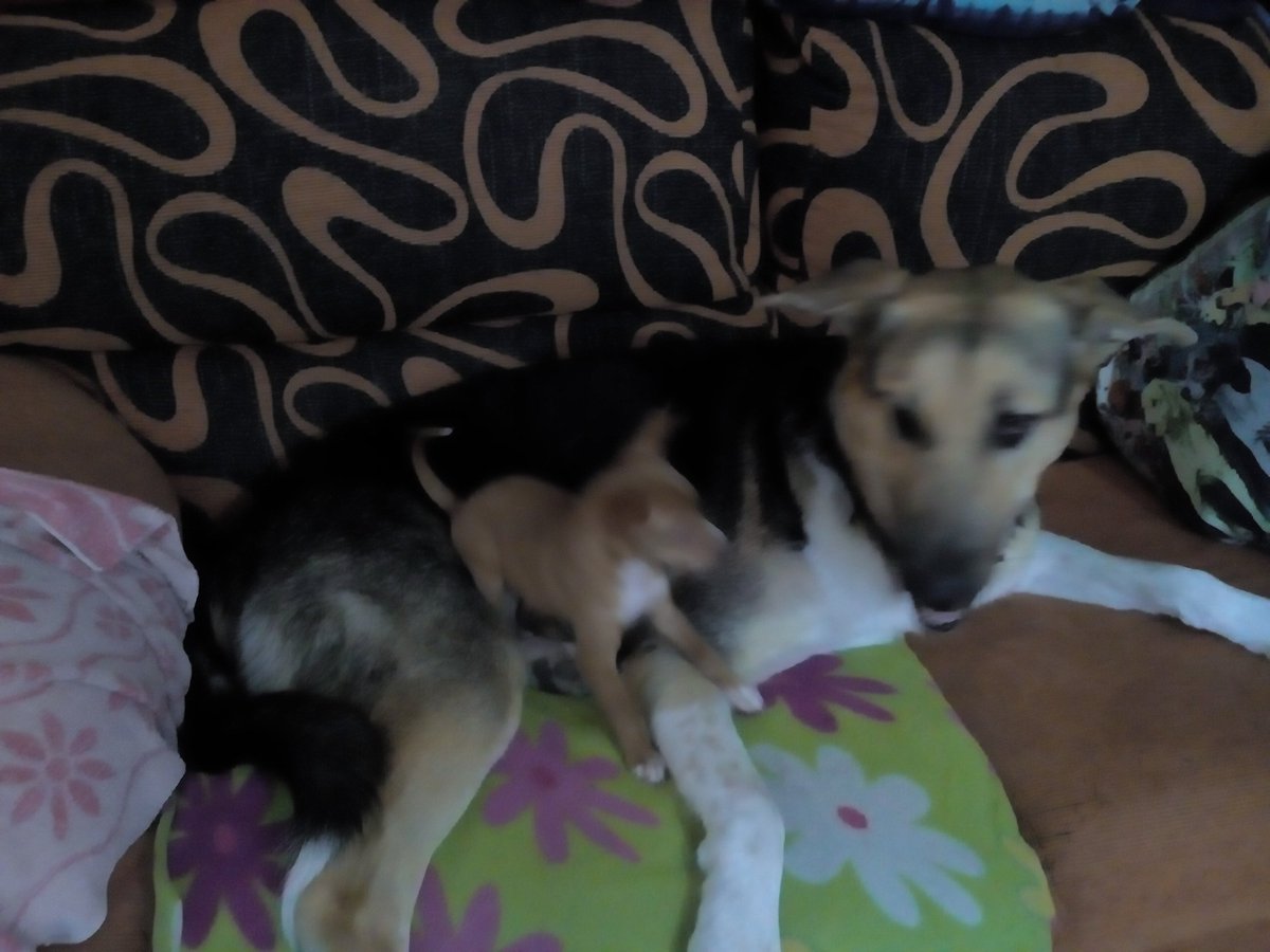 Mascotiversa's tweet photo. ¡La terremoto ha llegado a la guardería!
#Sami #podenco #puppy #petsitters #guarderiacanina #dog #perrosypersonasymascotiversa https://t.co/KNFoIajYZT
