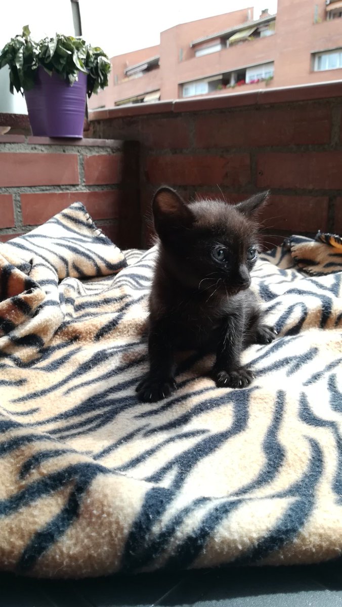 Xavier_Miralles's tweet photo. AYUDA. He encontrado estos dos gatitos abandonados. Estamos buscando quien quiera adoptarlos. Más info por privado, Facebook e Instagram. https://t.co/7FDgNedLh6