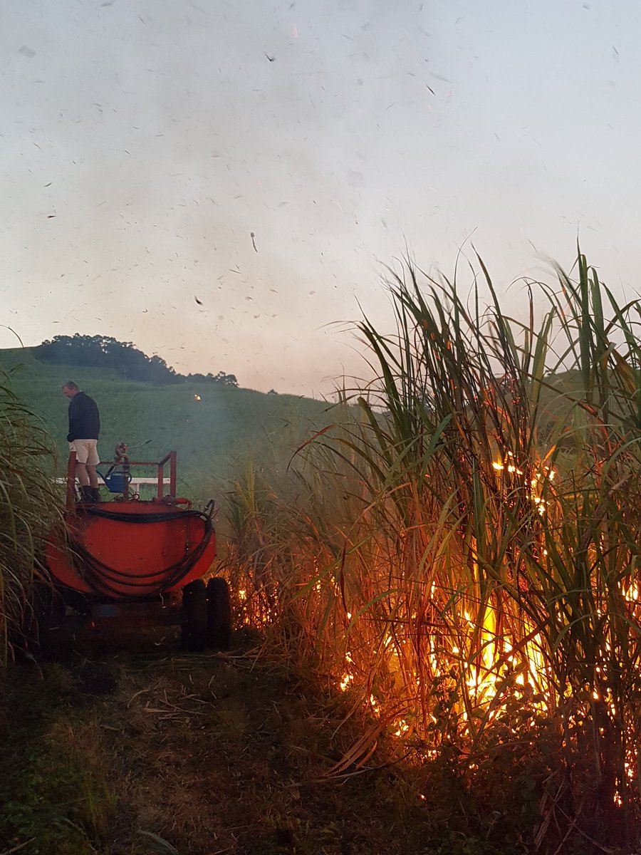 pippa_richards's tweet photo. Early morning Sugar cane burning https://t.co/Lf097wFNGz