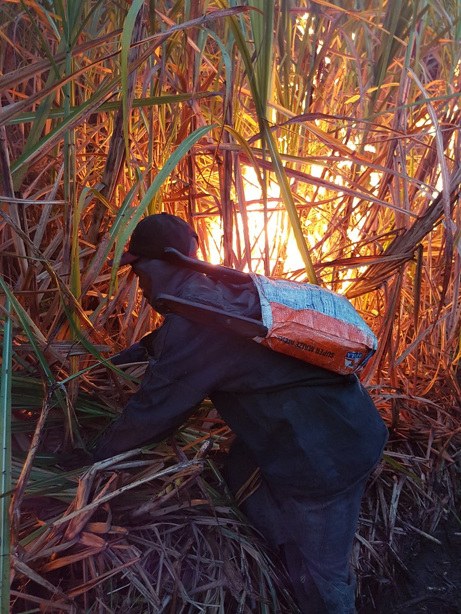 pippa_richards's tweet photo. Early morning Sugar cane burning https://t.co/Lf097wFNGz