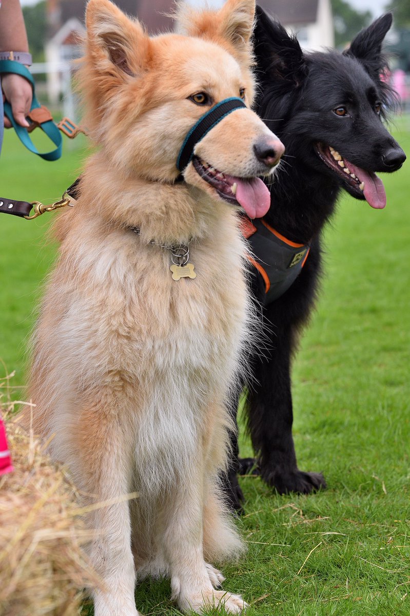 AnimalEvalution's tweet photo. #Stunning photo of @LokiGSD and Kyzer 😍 #GermanShepherd #GSD #Rescue #RescueDog #NoFilter #NoFilterNeeded 🐕🐕💛🖤 https://t.co/lxjM0fq0V9
