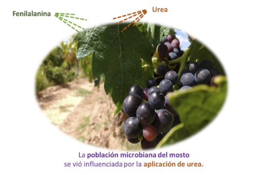 icvv_rioja's tweet photo. #Artículo de nuestros investigadores en International Journal of Food #Microbiology @ICFMH_Board #Viticultura https://t.co/UD6JeqTTGe https://t.co/xS18x0NX1M