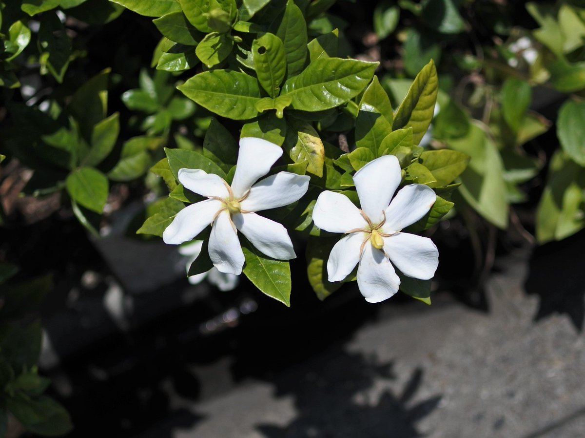 かっちゃん Su Twitter 歩道の花壇でクチナシの白い花が 咲きだしました 甘い香りが風に乗ってきました 初夏ですね 花 クチナシ