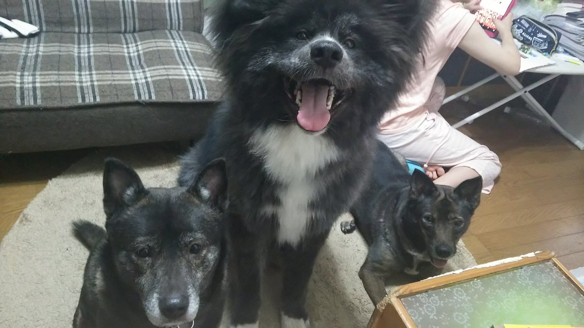秋田犬仔犬8ヶ月虎毛長毛蓮 秋田犬仔犬8ヶ月虎毛長毛蓮