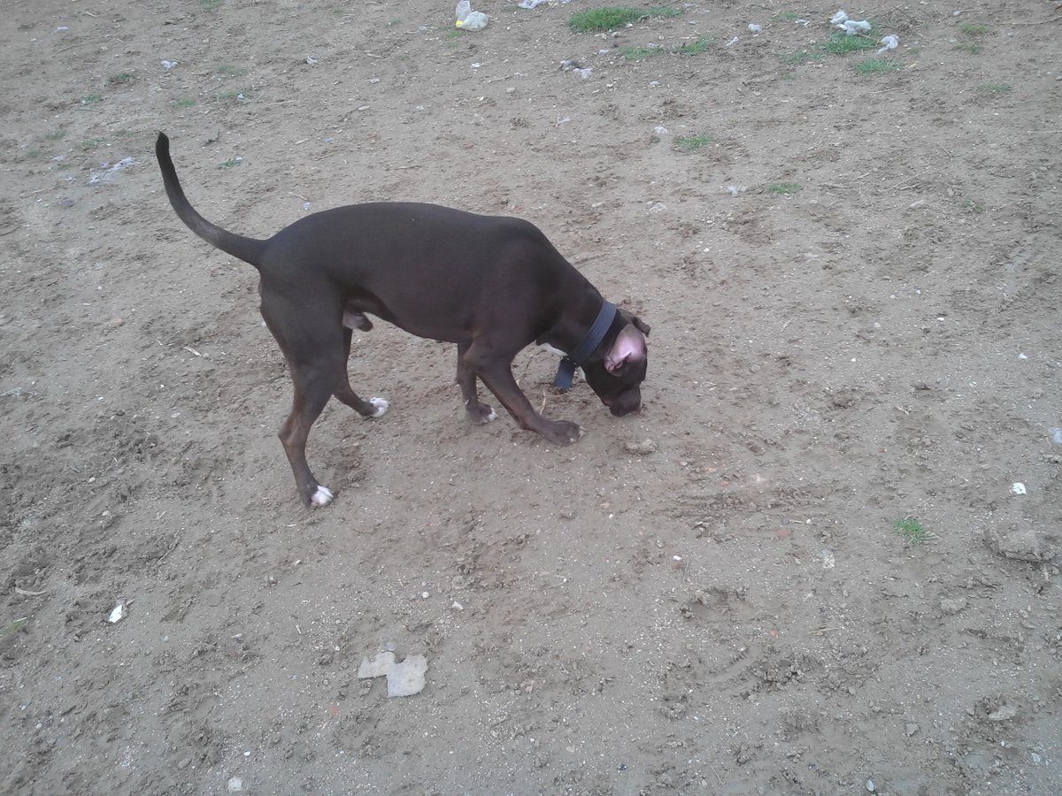 Mascotiversa's tweet photo. Coco&amp;Zeus también se apuntan a la guardería en verano #Coco #Zeus #dogfamily #doglovers #guarderiacanina #dog #perrosypersonasymascotiversa https://t.co/HXRbeRueT8