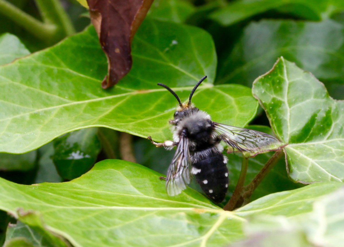 B_Strawbridge's tweet photo. Day 13 - 'M' is for - Melecta albifrons (Common mourning #bee), cuckoo of Hairy-footed flower bee #AlphabetBees https://t.co/hEuR8d9YNB