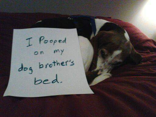 AAbuffAA's tweet photo. #worstdogever https://t.co/tdzdc4eaOw