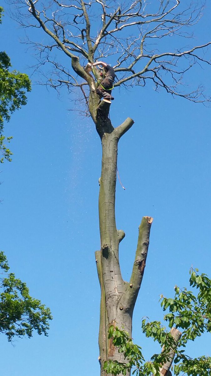 Absolute Arb Care (@absolutearbcare) on Twitter photo 