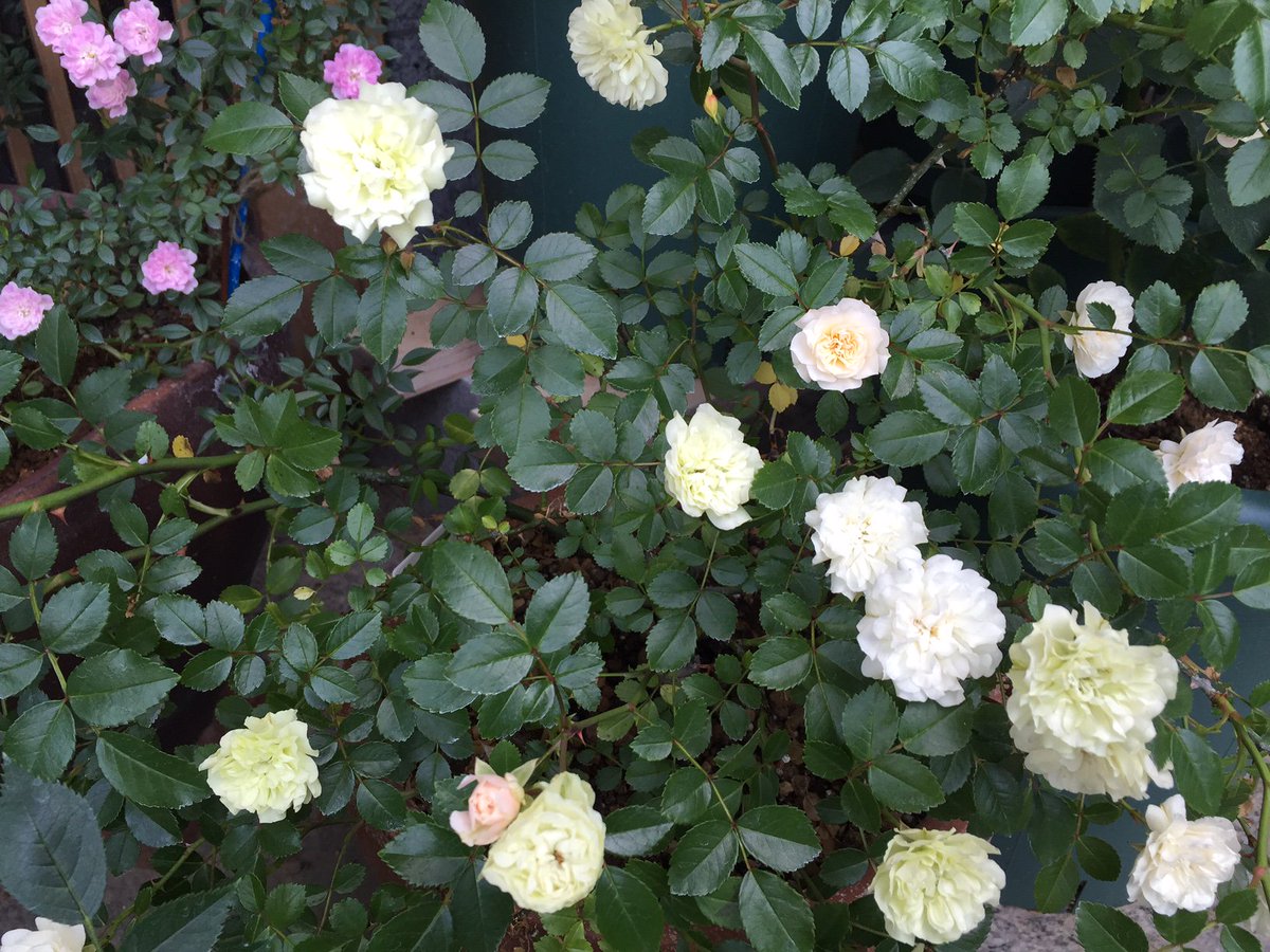 詩の音色 庭でグリーンアイスが咲きました とてもかわいいミニバラです 花色は白 グリーンへと変化しグラデーションのように綺麗に咲きます 気温が下がるとピンク色なることもあります 花持ちもいいねで長く楽しめますよ 少し垂れるのでハンキング