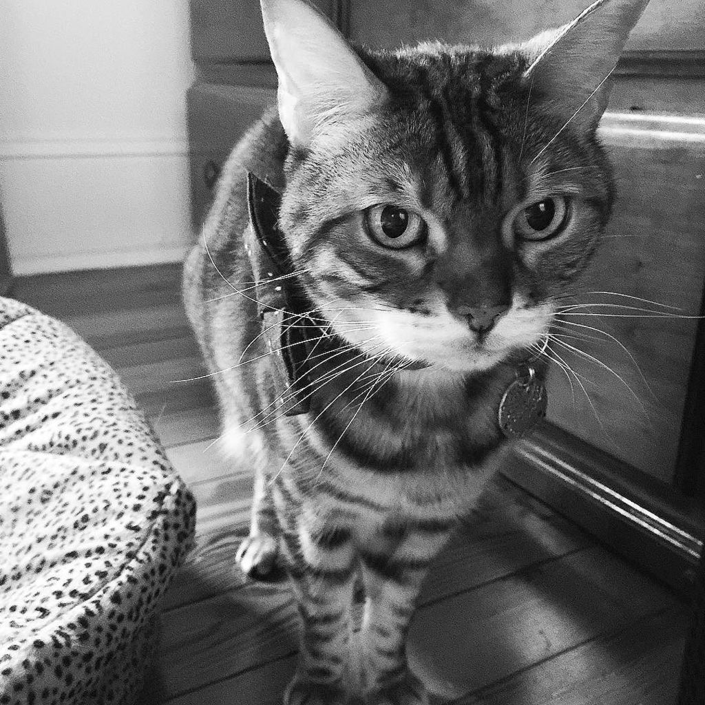 LuckyBrenna's tweet photo. The look of a kitty faced with yet another rainy day! #pissykitty 🌨 #rain #tuesday #nosunshine #sad #blackandwhite… https://t.co/TYSvBx5lt5 https://t.co/EAgHMjjC81