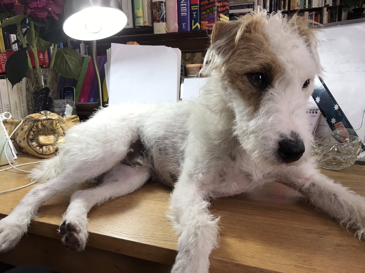 BeThatDog's tweet photo. Work-life balance - as interpreted by @HowardsWayOut ππ #WorkLifeBalance #DogsatWork #Writing #DogsThatBlog #LoveLondon https://t.co/wg5TyMkutF