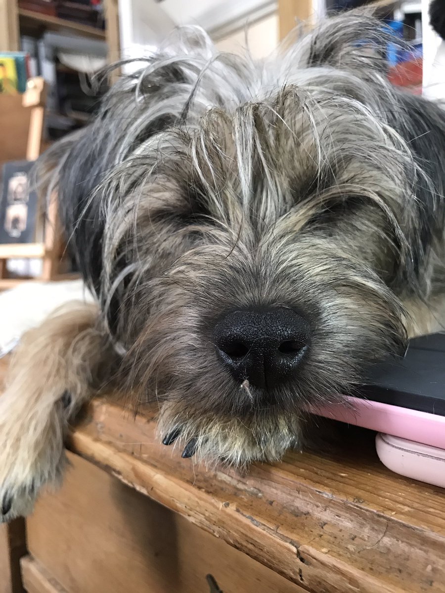 BeThatDog's tweet photo. Work-life balance from @JeffTakesOff - asleep on the desk ππ #WorkLifeBalance #Writing #OfficeDogs #DogsatWork #DogsThatBlog #LoveLondon https://t.co/FmcONcpnvu