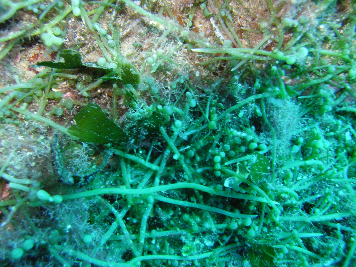 E' partito il nostro #Interreg #MPAADAPT con <a href="/IUCN_Med/">IUCN Centre for Mediterranean Cooperation 🌿</a> <a href="/ICMCSIC/">ICM-CSIC</a> <a href="/PNPC83/">Parc nat.  Port-cros</a> @MEDProgramme <a href="/npbrijuni/">NP Brijuni</a> portofinoamp.it/it/notizie/4-c…