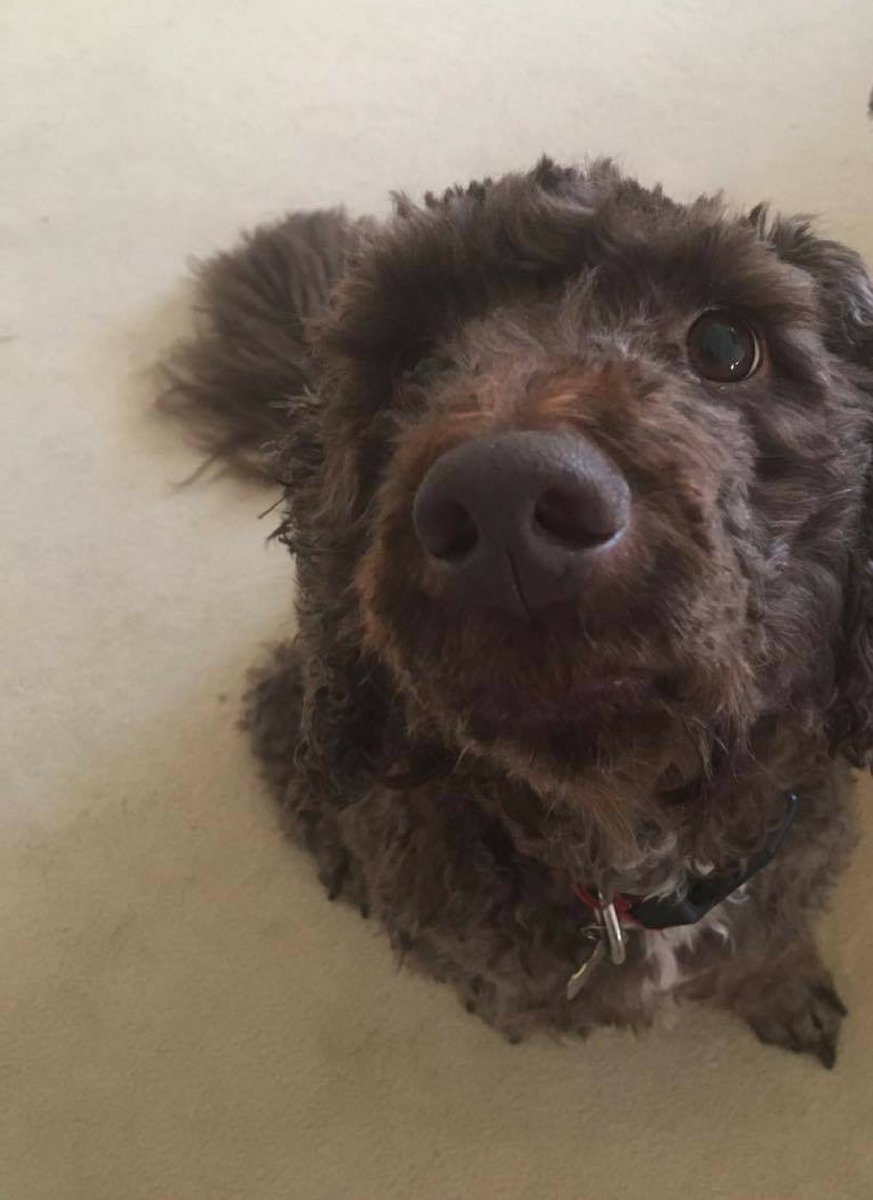 Taking the afternoon off with #officedog this afternoon.  We are off to see the behaviourist as someone has selective hearing! #vbsocial