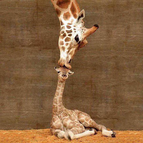 AT_Gorgeous's tweet photo. Pure motherly love https://t.co/cjVHZRtupC