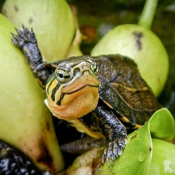 theTurtleRoom's tweet image. Happy #TurtleTuesday! Here's a Vietnamese Pond Turtle (Mauremys annamensis) looking very photogenic!