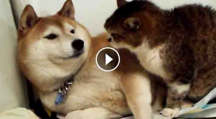 UnexpectedEnt's tweet image. Awkward But Cute Moment Between a Dog and a Cat unexpectedentertainment.net/awkward-cute-m…