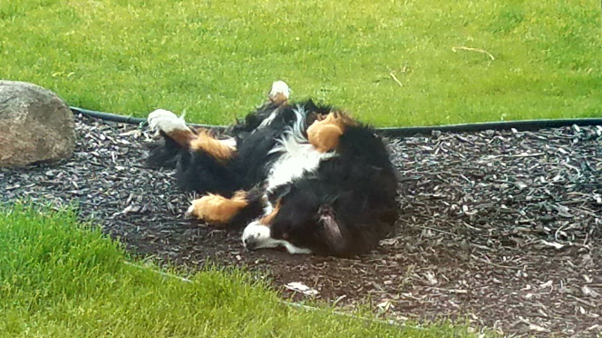 OzzyBMD's tweet photo. Party all night, sleep all day. #dogdaysofsummer @Petco @SnoopDogg https://t.co/qO80Bv4NmD
