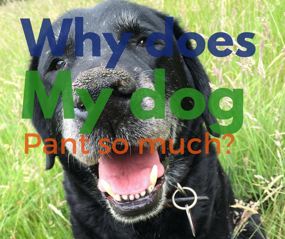 HindyPearson's tweet photo. Why is my #dogpanting so much? https://t.co/N1LPIvhO9q #seniordogs #dogcare https://t.co/ZNqc2OI559