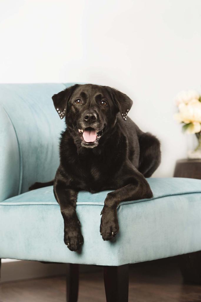 PetSmart's tweet photo. Announcing our new Dog Therapy Training Course, which prepares you &amp; your dog for #therapydog evaluation. More: https://t.co/971S3XEYJf https://t.co/kWCqfkODSp