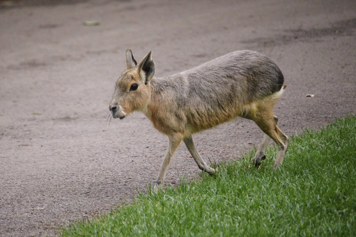 A few more zoo pics!