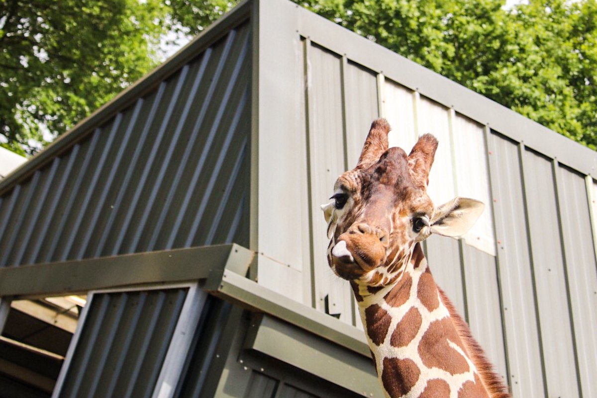 A cracking shot taken by Miss Johnson!!! #giraffe