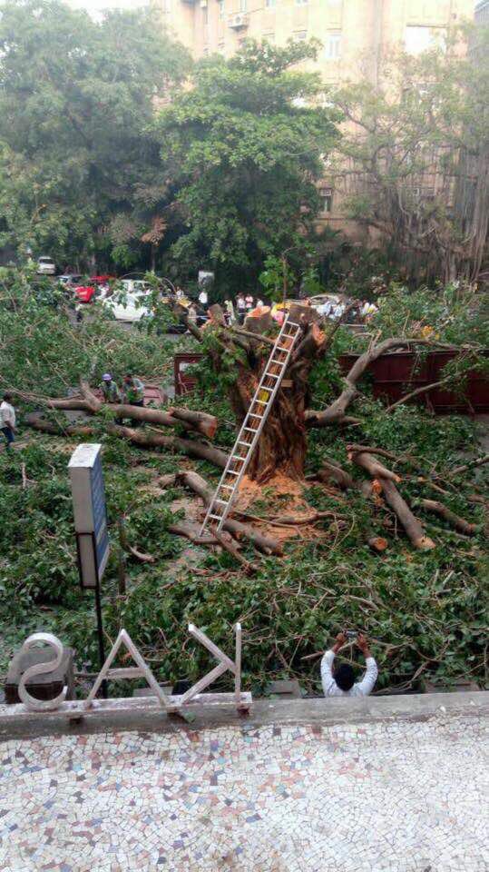 <a href="/Dev_Fadnavis/">Devendra Fadnavis</a> Sir we are pleading you to put a stop to this massacre.We can build the metro without doing this.