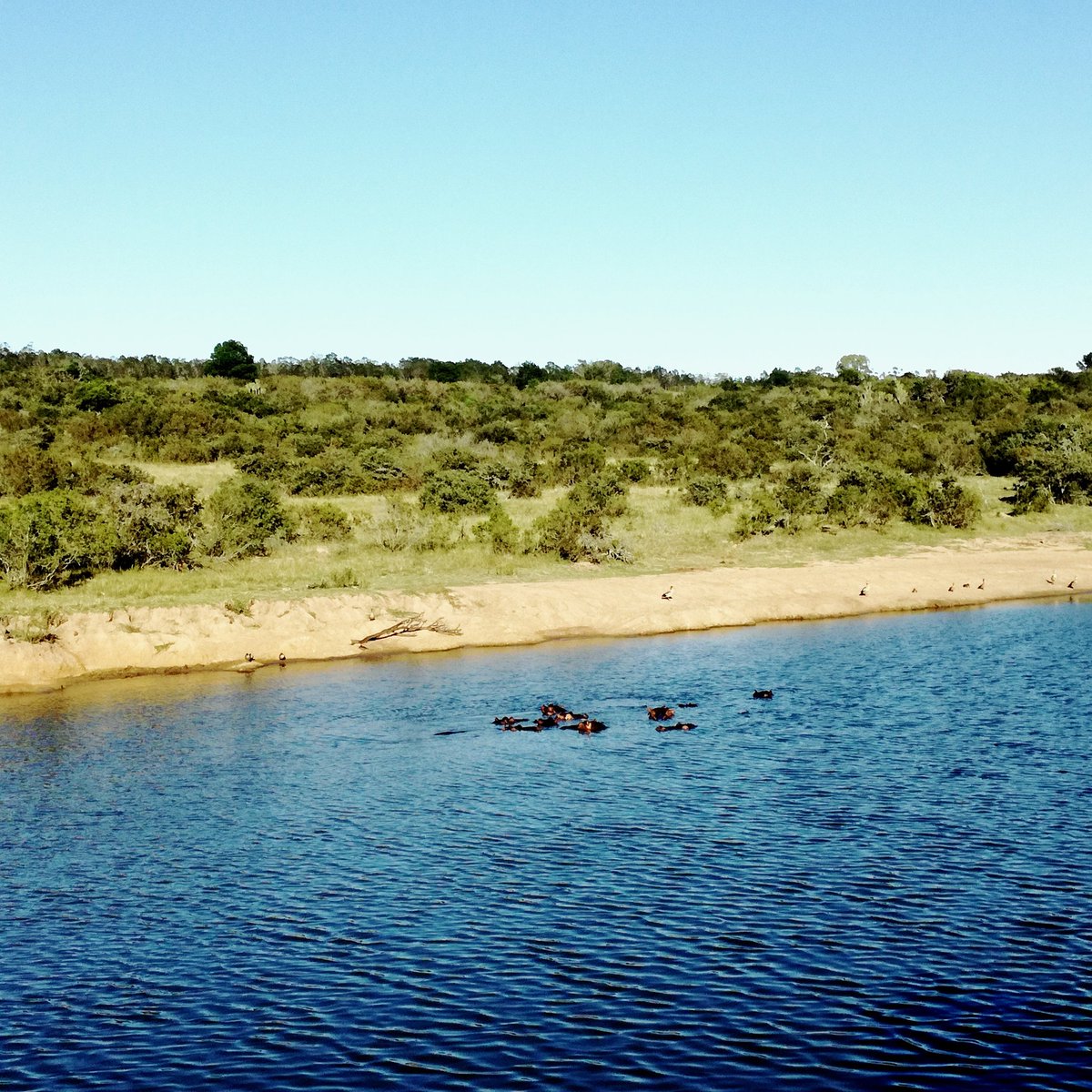 taniab_01's tweet photo. How many hippos can you see?

#lalibelagamereserve #lalibelasafari @lalibela_GR https://t.co/7hmqhg0PRN